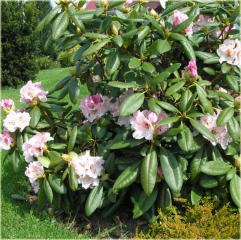 Rododendron wielkokwiatowy Simona - Rhododendron Simona