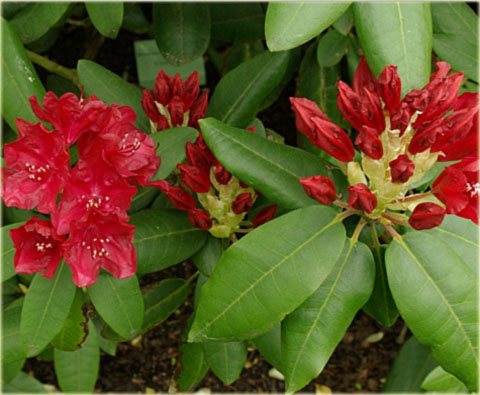Rododendron wielkokwiatowy Torero - Rhododendron Torero