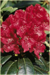 Rododendron wielkokwiatowy Torero - Rhododendron Torero