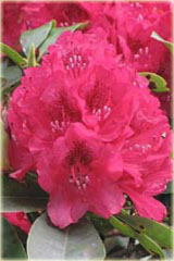 Rododendron wielkokwiatowy Van Weerden Poelman - Rhododendron Van Weerden Poelman