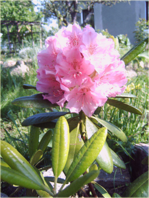 Rododendron wielkokwiatowy Von Oheimb Woislowitz - Rhododendron Von Oheimb Woislowitz