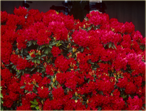 Rododendron wielkokwiatowy Vulcan - Rhododendron Vulcan