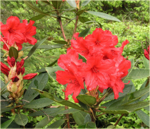 Rododendron wielkokwiatowy Vulcan - Rhododendron Vulcan