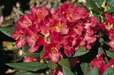 Rododendron wielkokwiatowy Abendsonne Rhododendron Abendsonne