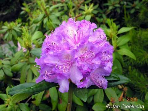 Rododendron wielkokwiatowy Alfred Rhododendron Alfred
