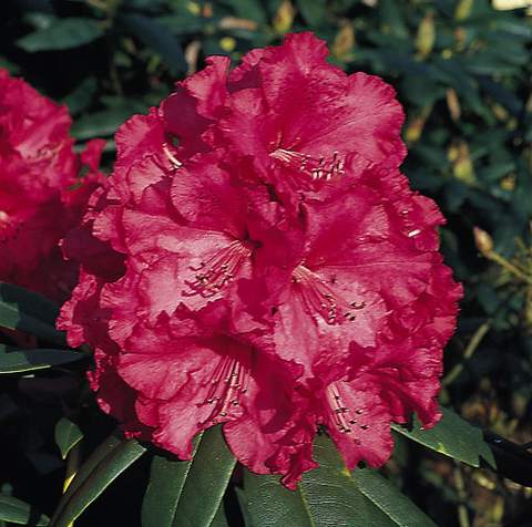 Rododendron wielkokwiatowy Andantino Rhododendron Andantino