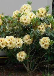 Rododendron wielkokwiatowy Belkanto Rhododendron Belkanto