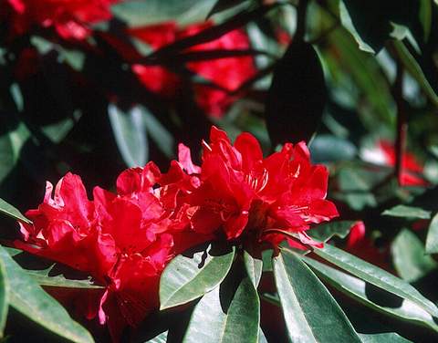 Rododendron wielkokwiatowy Brisanz Rhododendron Brisanz