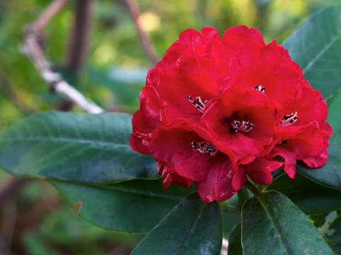 Rododendron wielkokwiatowy Busuki Rhododendron Busuki