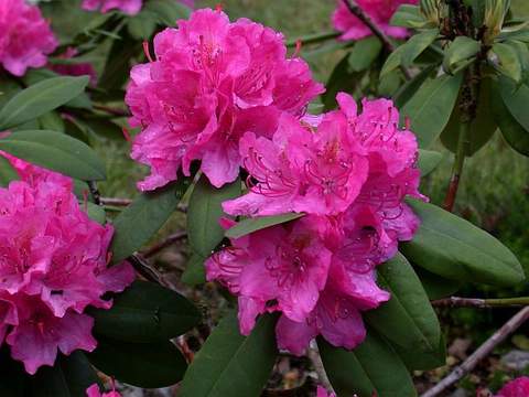 Rododendron wielkokwiatowy Catharine van Tol Rhododendron Catharine van Tol