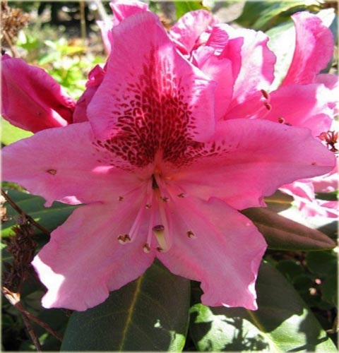 Rododendron wielkokwiatowy Cosmopolitan - Rhododendron Cosmopolitan