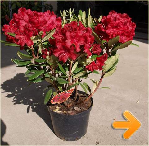 Rododendrony sadzonki, różaneczniki sadzonki, azalie sadzonki, rododendrony sprzedaż