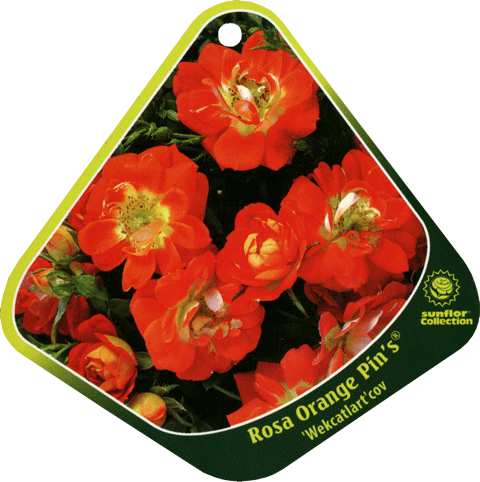 Róża miniaturowa pomarańcz Orange Pins Miniature rose Orange Pins