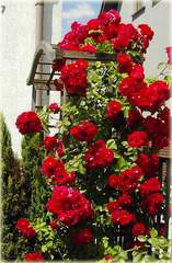 Róża pnąca Sympatia Climbing rose red Sympatia