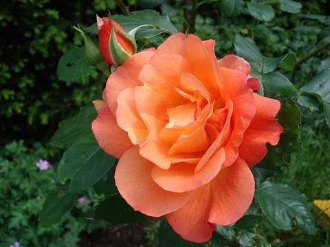 Róża pnąca herbaciana Westerland Climber rose Westerland