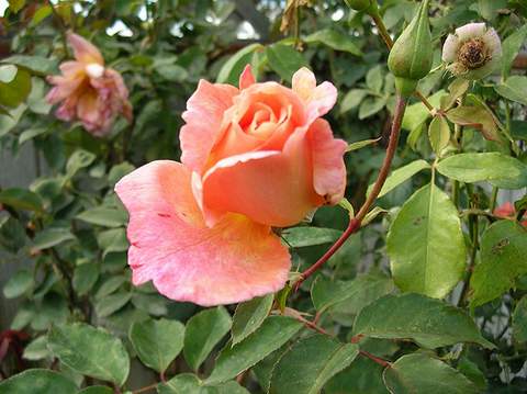 Róża wielkokwiatowa łososiowa Diana de Portie Large flowered salmon rose Diana de Portie
