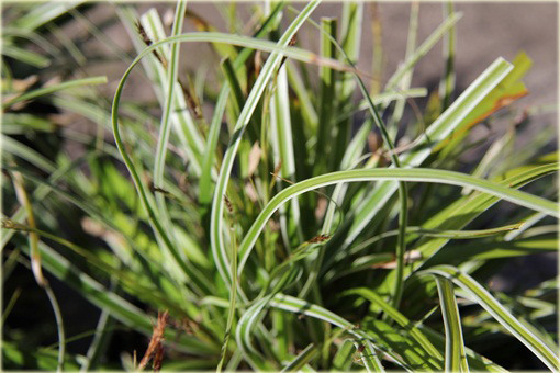 Turzyca japonska Morrowa variegata Carex morrowii variegata