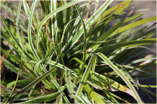 Turzyca japonska Morrowa variegata Carex morrowii variegata